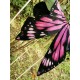 Yolanda Fleurs Avec Isabella Butterfly Collar(Reservation/15 Colours/Full Payment Without Shipping)
